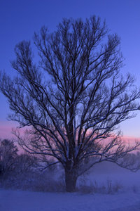 Baum Im Winter